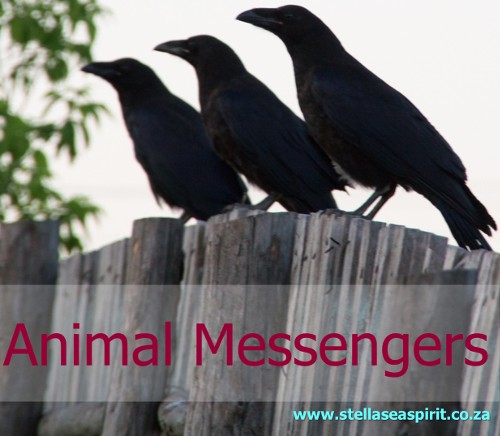 Animal Messengers | www.stellaseaspirit.co.za